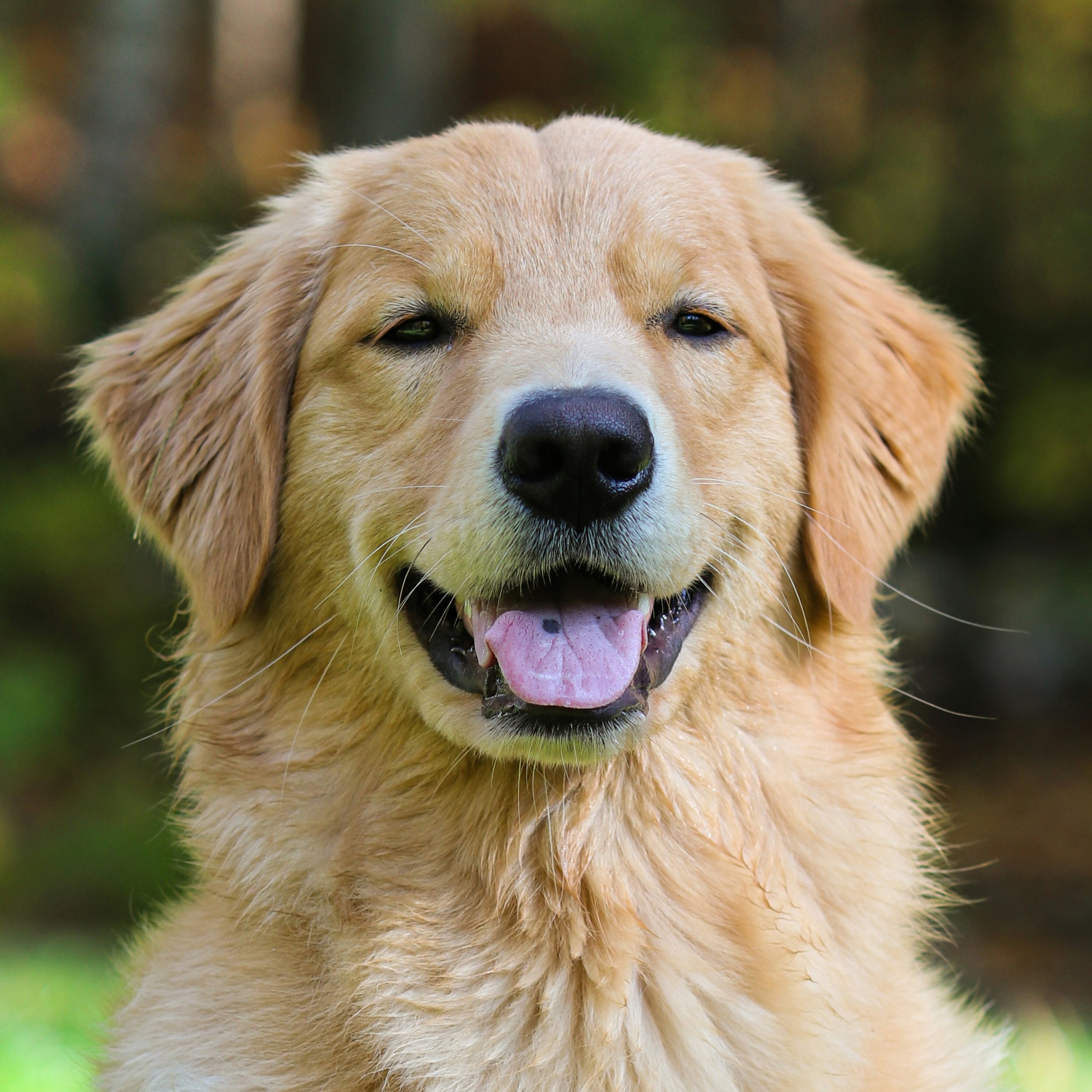 Luna - Golden Retriever